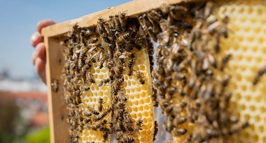 Honig gegen Allergien