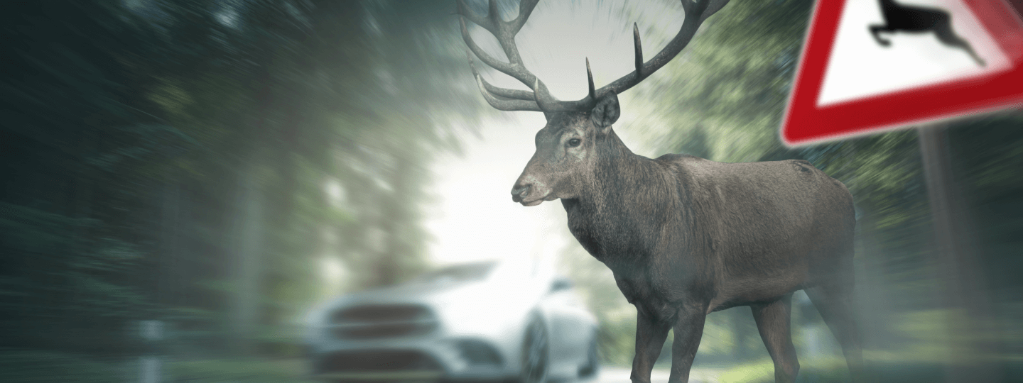Hirsch auf der Straße.