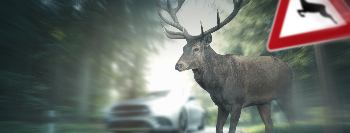 Hirsch auf der Straße.