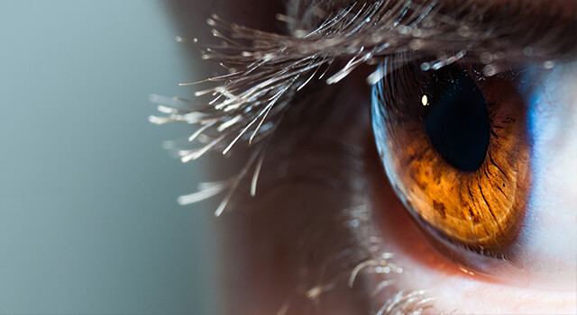 Wunderwerk Auge