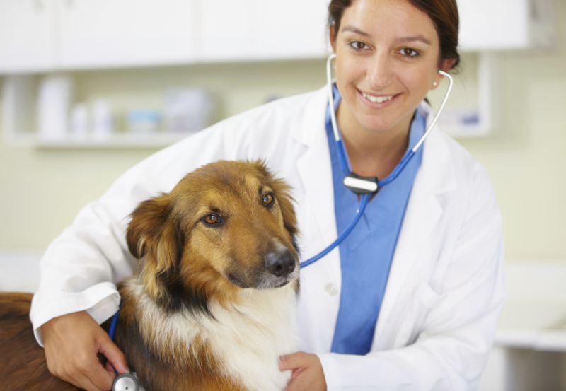 Die BavariaDirekt versichert auch die beliebten Haustiere der Deutschen gegen Krankheit.