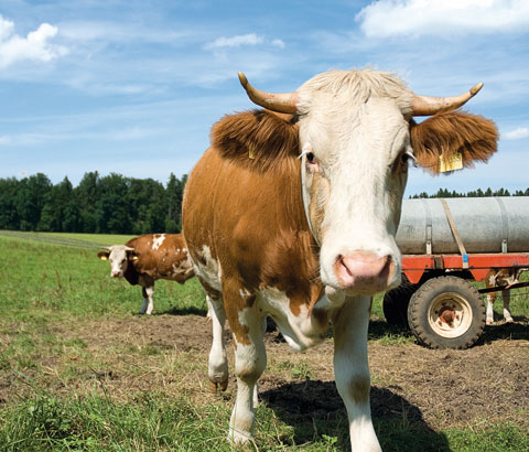 Jetzt zur Weide-Tierversicherung beraten lassen