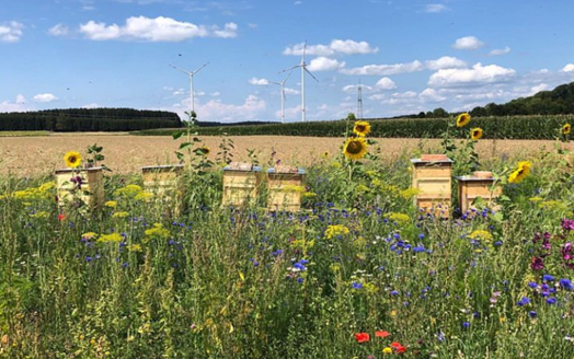 Blumenwiese mit Bienenstöcken