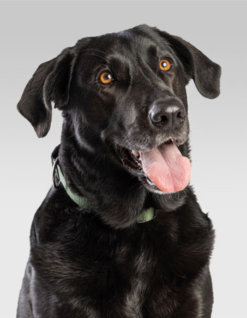 Bürohund Kathi